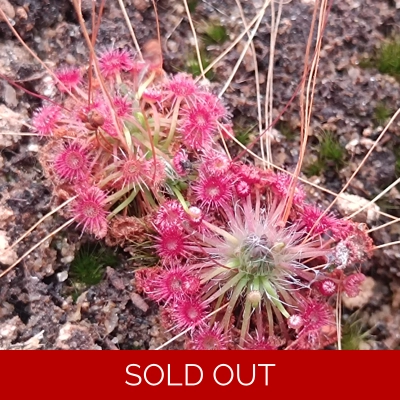 Drosera pygmaea Mt. Lofty, 10+ gemmae